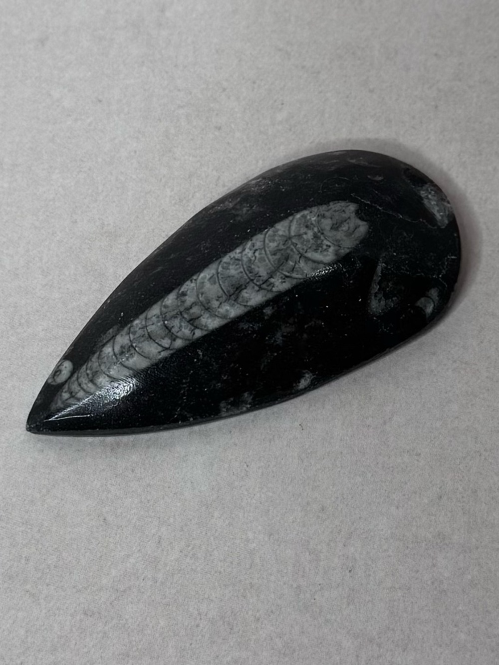 Black and Gray Orthoceras Fossil Display